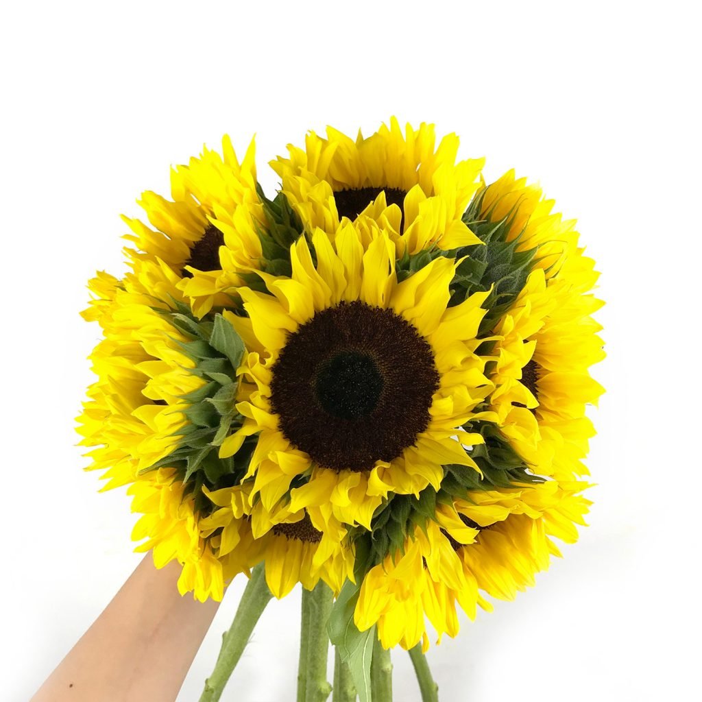 sunflower 2