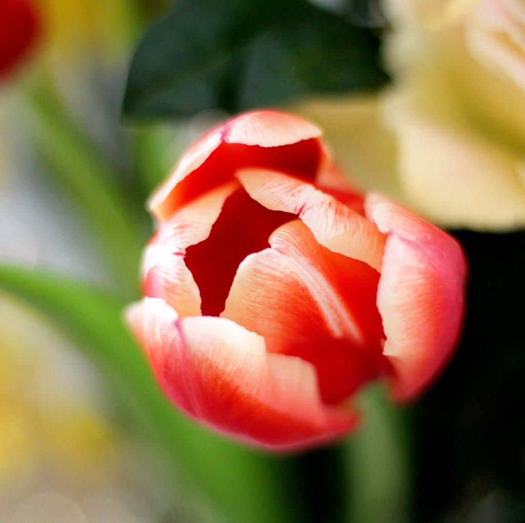 tulip fbig 01