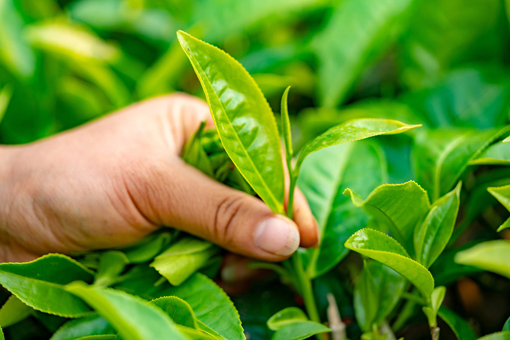 喝一口，培育一個星球：我們的永續茶支持世界環境日的 3 種獨特方式