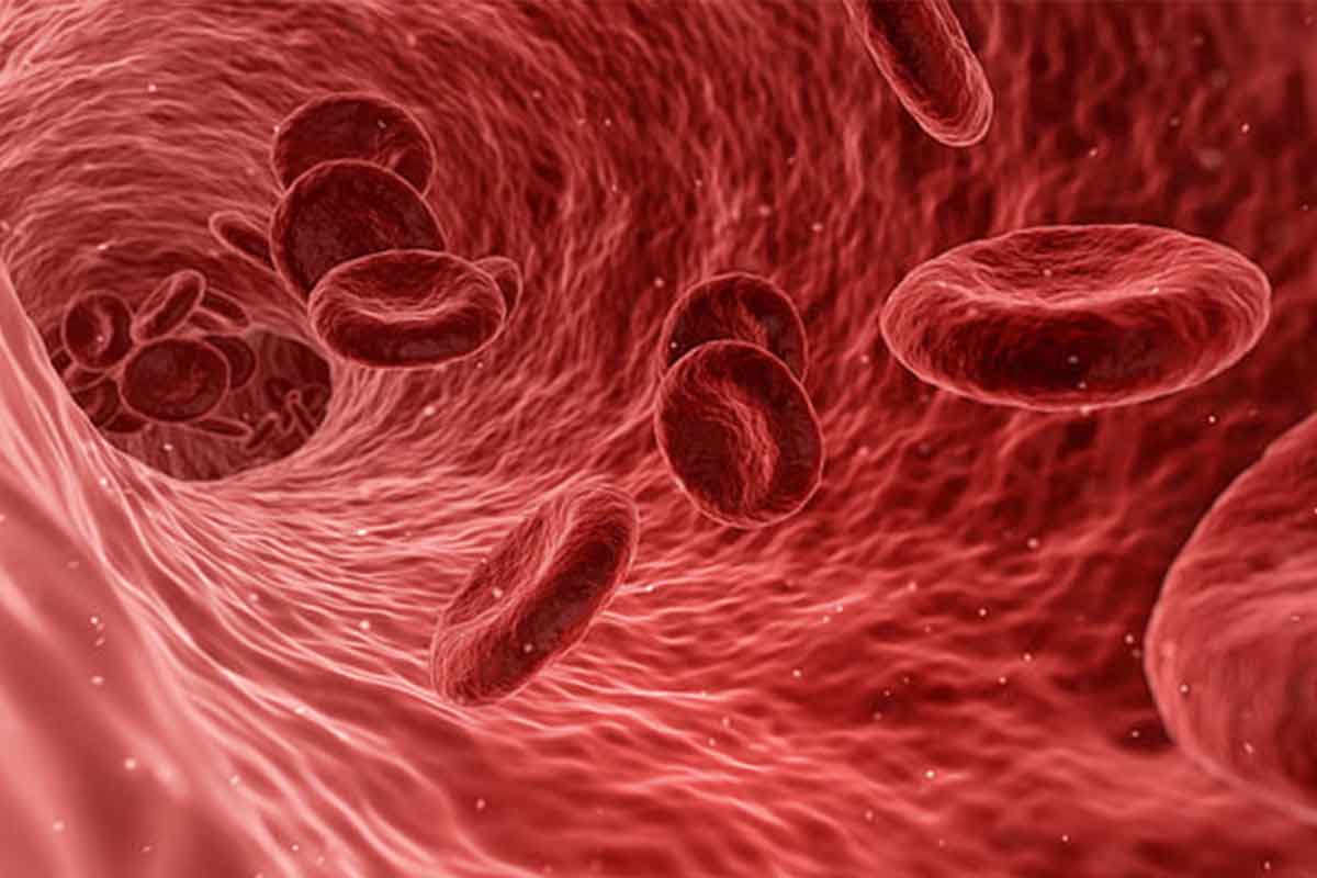 3d rendered medically accurate illustration of blood cells in a human artery