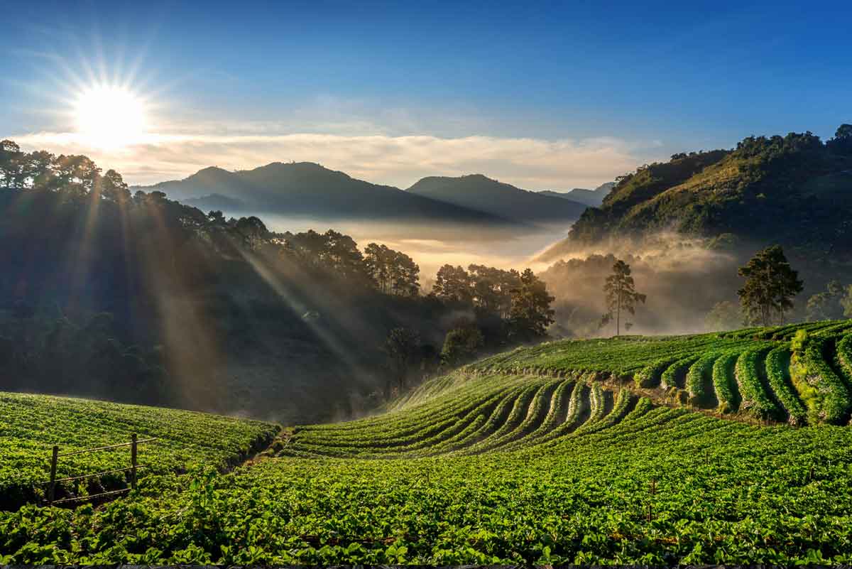 高山茶