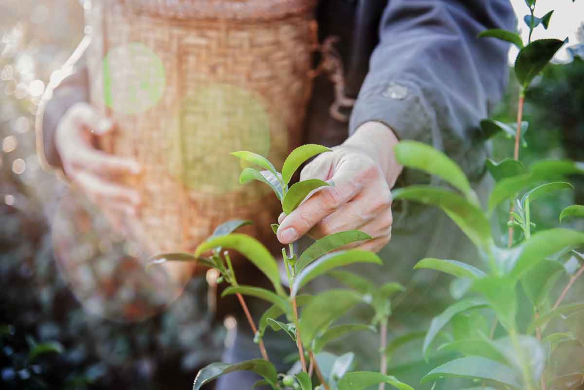 hand-harvested