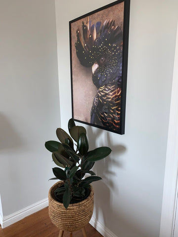 Black Cockatoo Print at Home