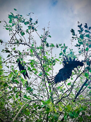 Black Cockatoos at Home