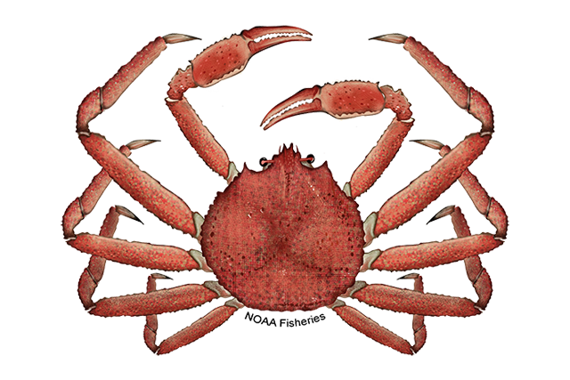 Alaska snow crab. Photo via https://www.fisheries.noaa.gov/species/alaska-snow-crab