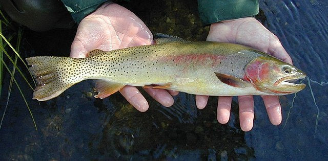 Yellowstone Cutthroat Trout. Photo: U.S. Forest Service
