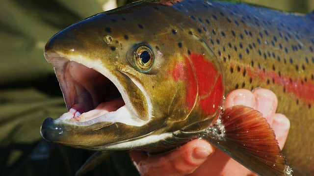 Trout fishing tips