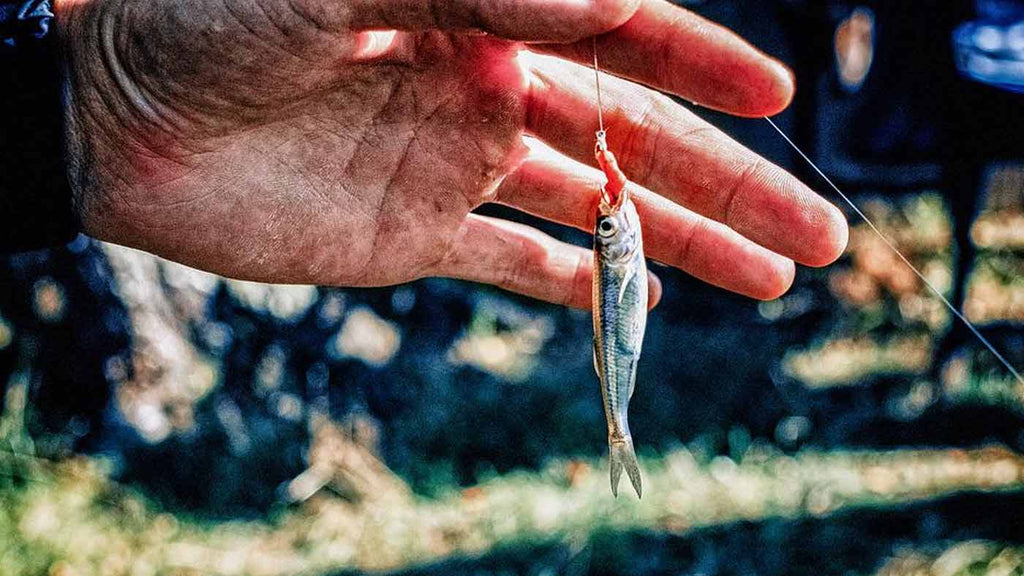 Live Bait Vs Artifical Lures: Which is Better? - Dynamade UK