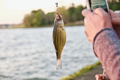 Worm is a good alternative to corn as bait