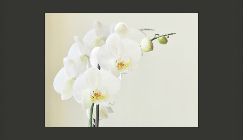 Fotomurale - Bianca Orchidea 200X154 cm Carta da Parato Erroi-2