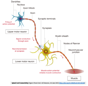 Neuron image