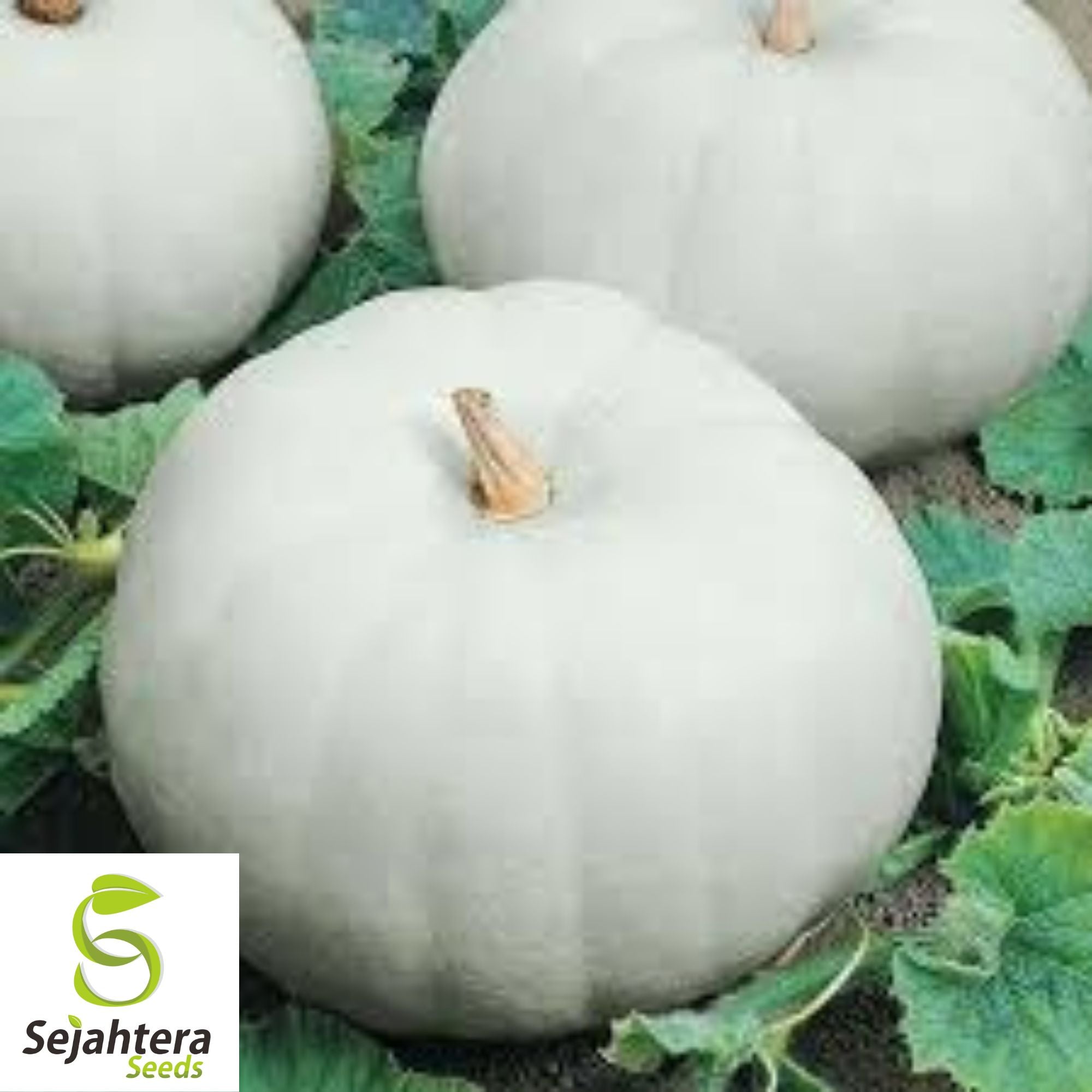 10 Casper Pumpkin Seeds - White Cucurbita Pepo, Non-GMO, Unique Garden Variety