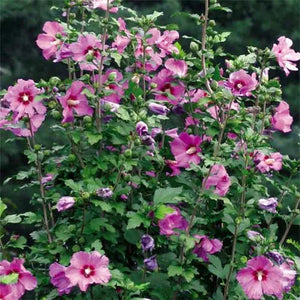 10 Seeds Hibiscus syriacus Violet Satin | Rose of Sharon - Sejahtera Seeds and Bulbs