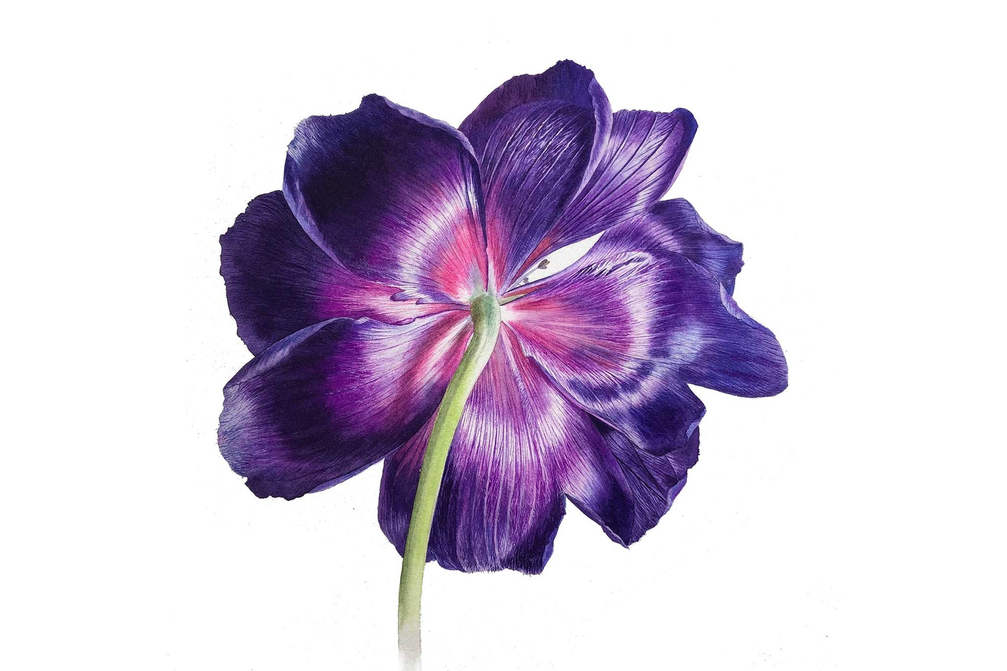 Purple Anemone: The Underside - Preview - Billy Showell School of Botanical  Art