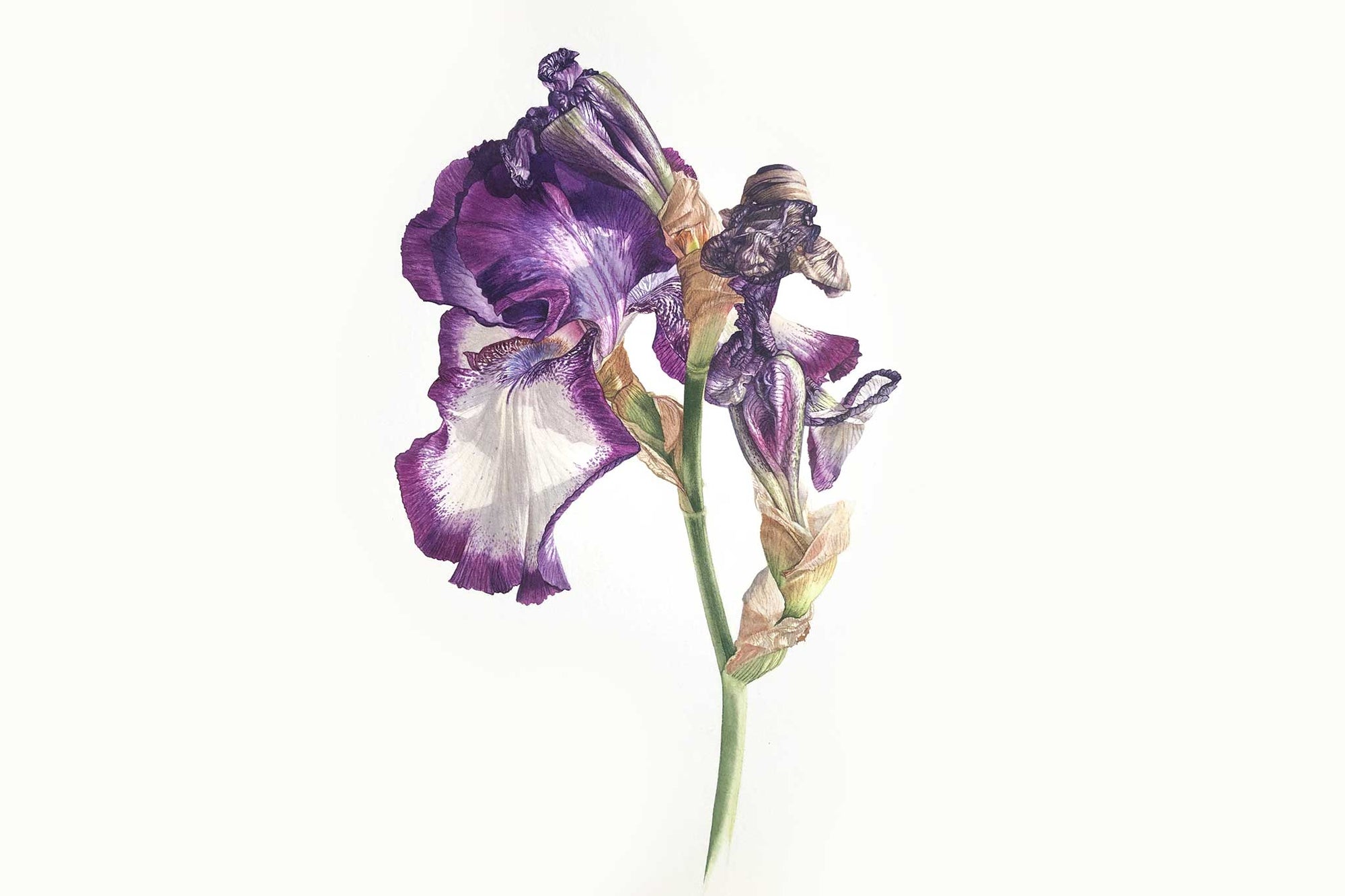 bearded iris watercolor