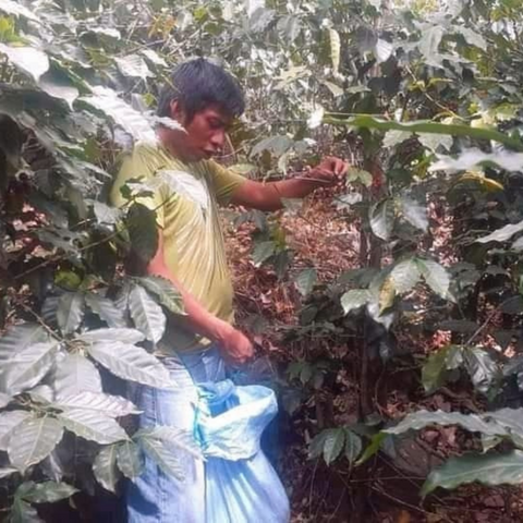 Erwin picking coffee for Cafe La Nariz