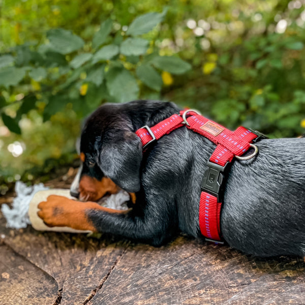 Rotes Hundegeschirr von KOCH, dass ein Hund trägt