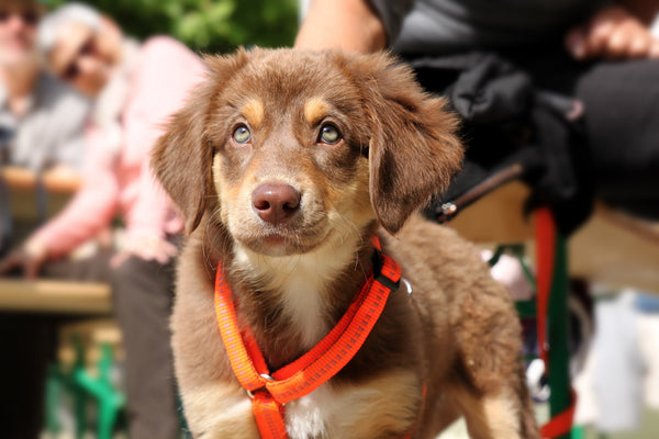 Hund mit einem Geschirr von KOCH