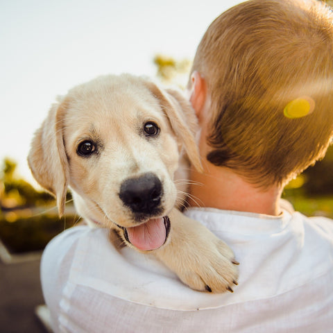 Welpe Labrador