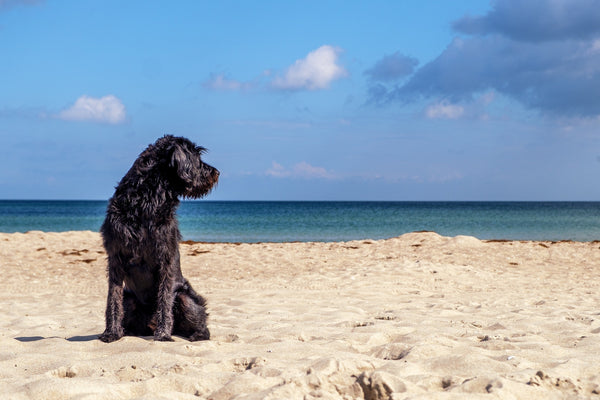 Hund am Sandstrand