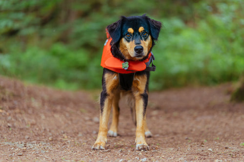 Hund mit einer Schwimmweste