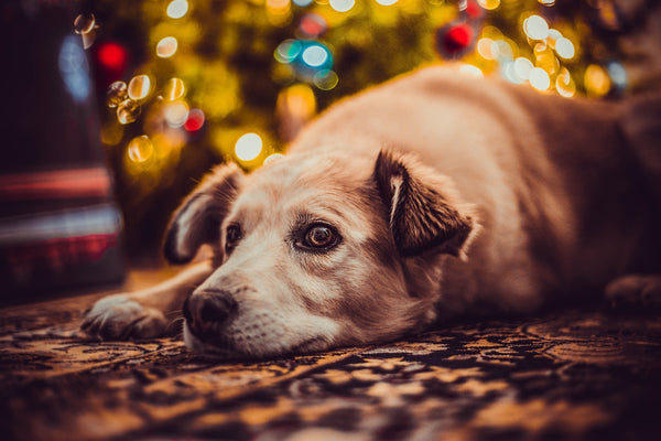 Hund entspannt zu Weihnachten