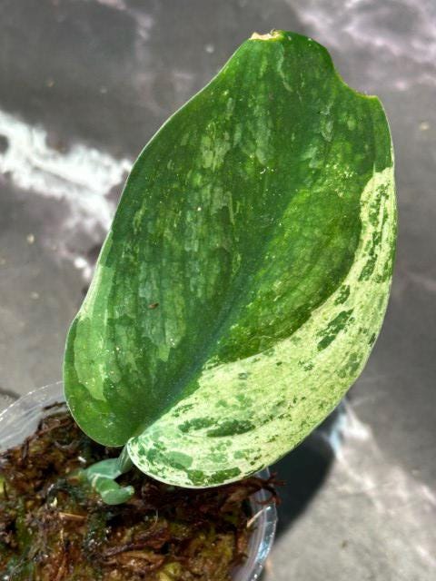Halimoon scindapsus variegated silver cloud exact plant