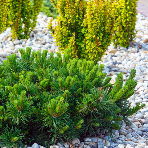 Decorative stone within your flowerbeds