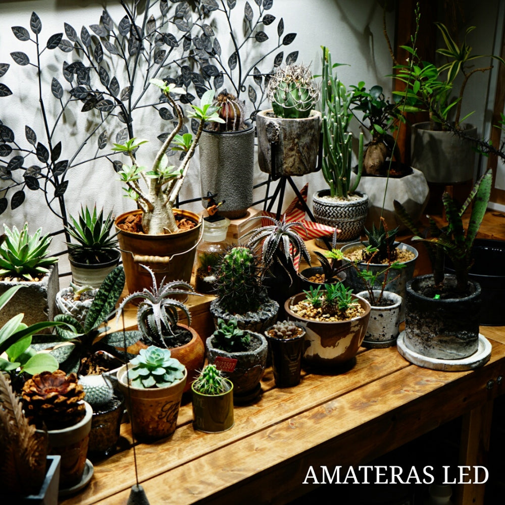 出色 AMATERAS LED 20W アマテラス 植物育成ライト rahathomedesign.com