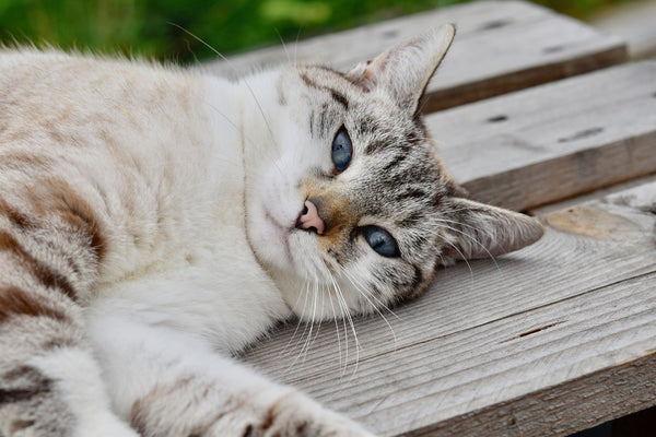 Cat on the wood lay down