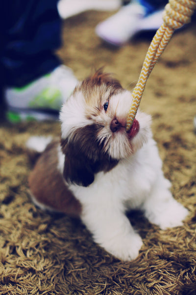 Dog holding rope to play