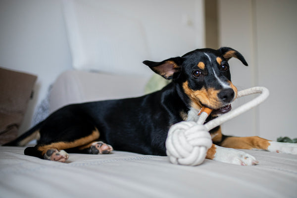 Dog playing with a toy