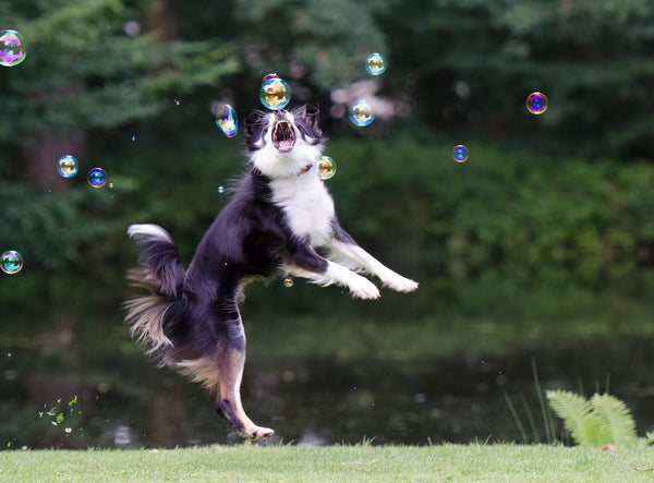 Dog trying to grab bubbles