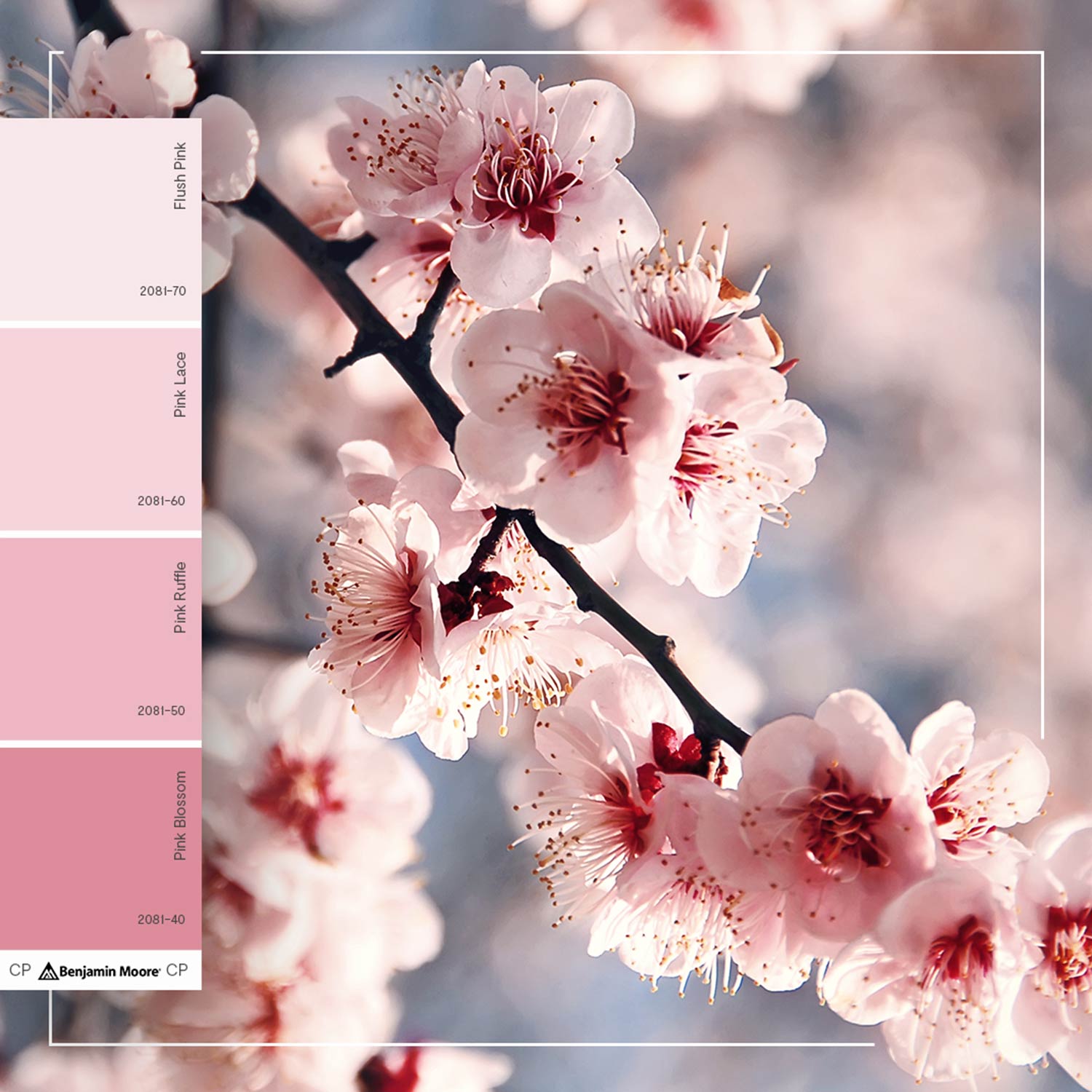 cherry blossoms with a colour swatch next to them
