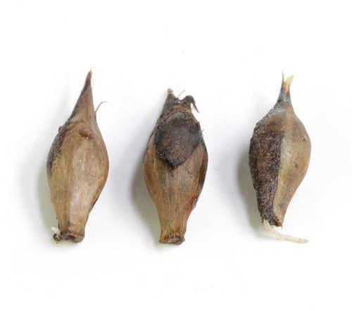 Bulbes d'Oxalis versicolor