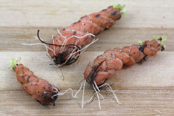 closeup photo of oxalis triangularis rhizomes