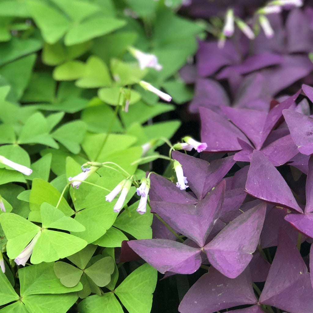 Oxalis triangularis