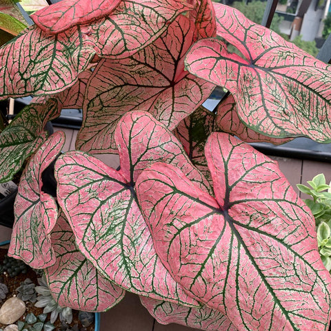 pink caladium, pink houseplant, best place to buy caladiums to buy online