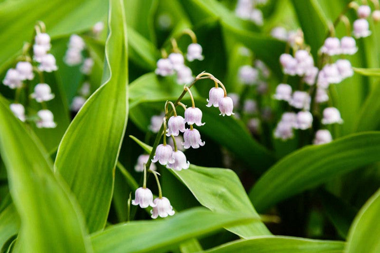 5 Lily of the Valley Roots May Lily, May Bells convallaria Majalis