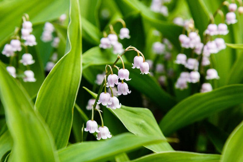 Closeup of Lily of the Valley flowers