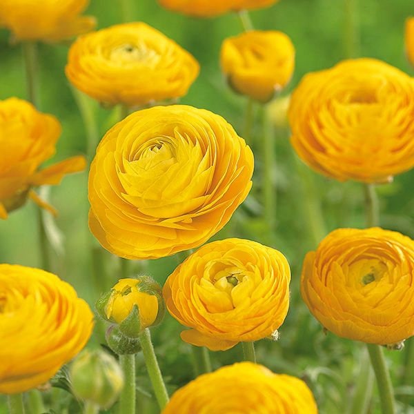 Cormes de renoncules jaunes (Renoncule asiatique), fleurs vivaces – Terrace  Garden France