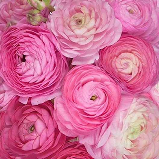 PRE-ORDER Ranunculus Tomer Pink corms for pots (Renoncule asiaticus) 5/6,  beautiful perennial flowers, bouquets, cut flowers, easy to grow – Terrace  Garden France