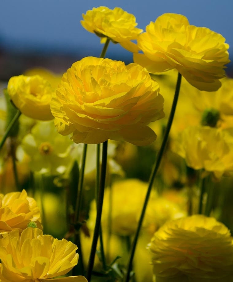 Yellow Ranunculus corms (Renoncule asiatique), perennial flowers – Terrace  Garden France