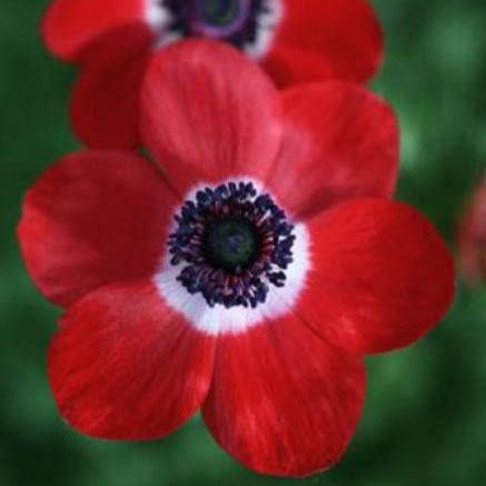 Anemone Coronaria Hollandia - 3/4 bulb/corm, elegant poppy-like red  flowers, perennial – Terrace Garden France