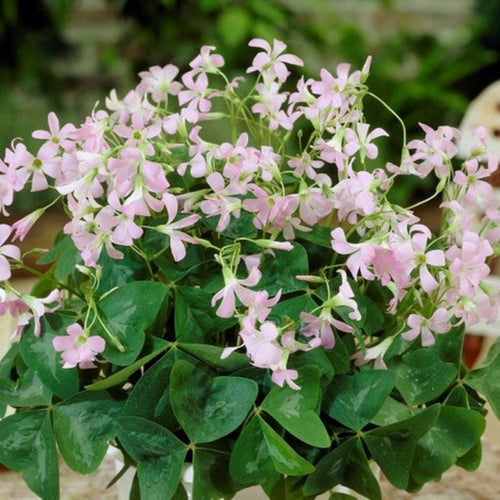 Convallaria majalis v. rosea, Pink Lily of the Valley – Dancing Oaks  Nursery and Gardens