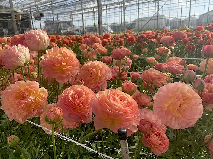 Ranunculus Romance™ 