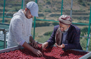 Yemen Ghalib Anaerobic (Green Beans) New Crop 2021