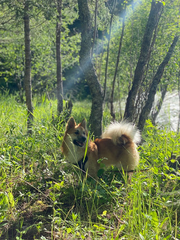 A gold-and-white Icelandic sheepdog grins in a shaft of sunlight while standing among lush grass and trees beside a riverbank