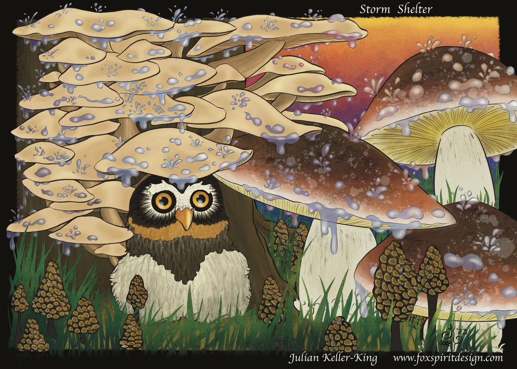 Digitally-drawn illustration of a northern saw-whet owl taking shelter beneath a cluster of oyster mushrooms growing on a tree in the midst of a rainstorm. King boletes and morels (other types of edible mushrooms that can be found in Montana’s woodlands) sprout nearby, and the water droplets cascading off their caps reflect the rainbow hues of the clearing sky beyond.