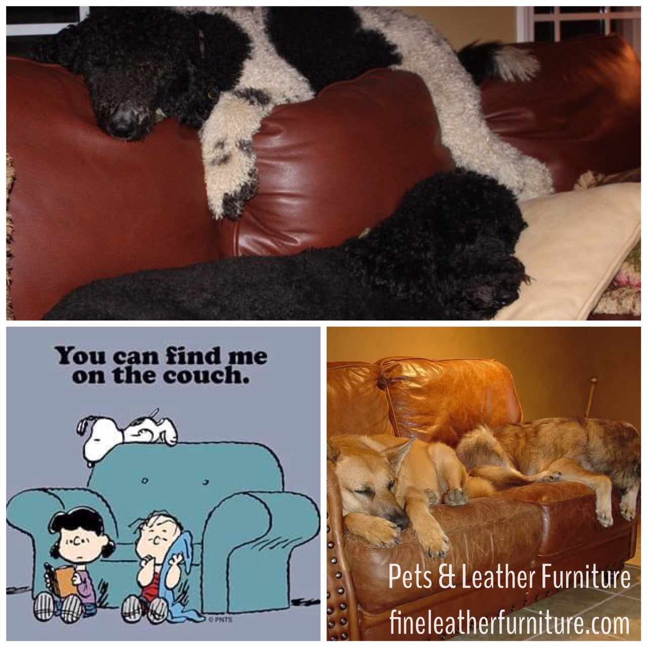 Leather is pet friendly furniture